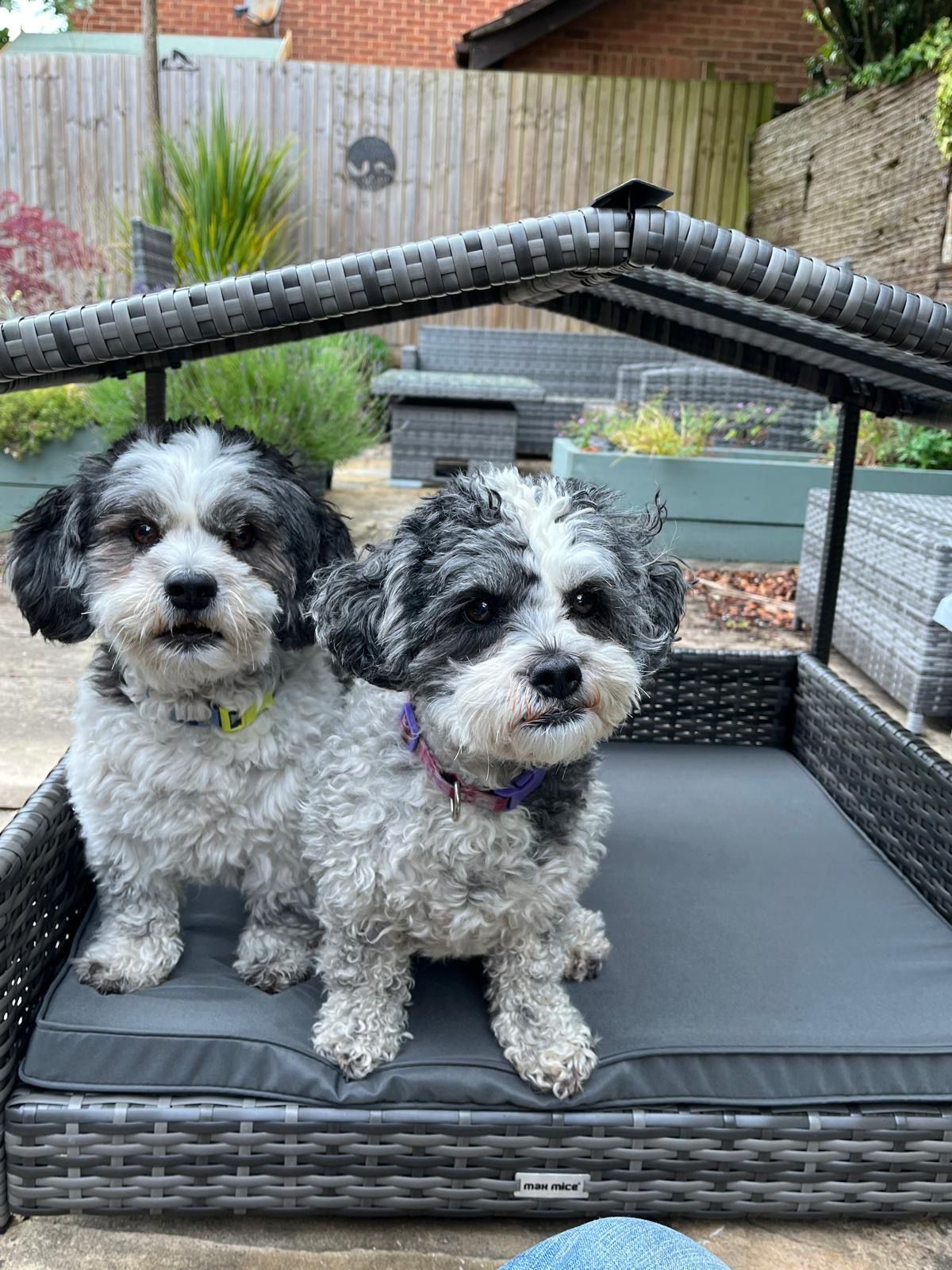 Max Mice Wicker Raised Dog House / Rattan Dog Bed for Indoor/Outdoor with Weatherproof Roof and Removable Cushion Lounge in Grey (H2-Medium)